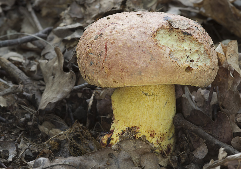 Boletus rhodopurpureus